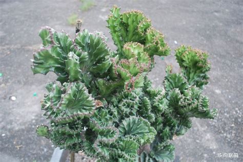 玉麒麟 植物|花叶玉麒麟 Euphorbia neriifolia cv. Crest Variegata